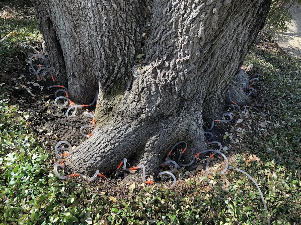 Detailed Tree Cabling and Bracing job site in Bucoda